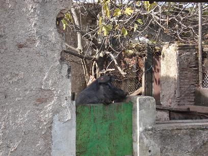 REBOLLAR_11
